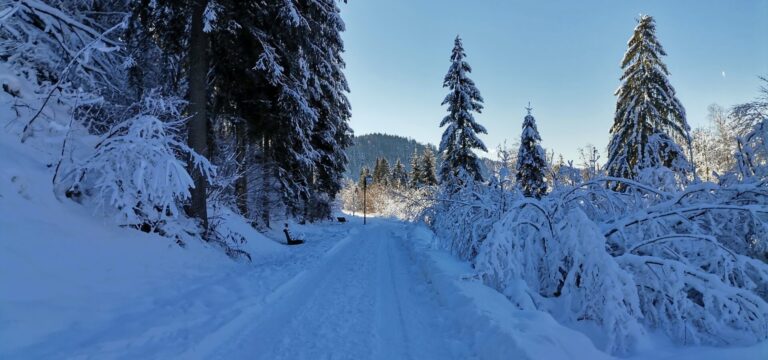 とても寒そうな雪の道